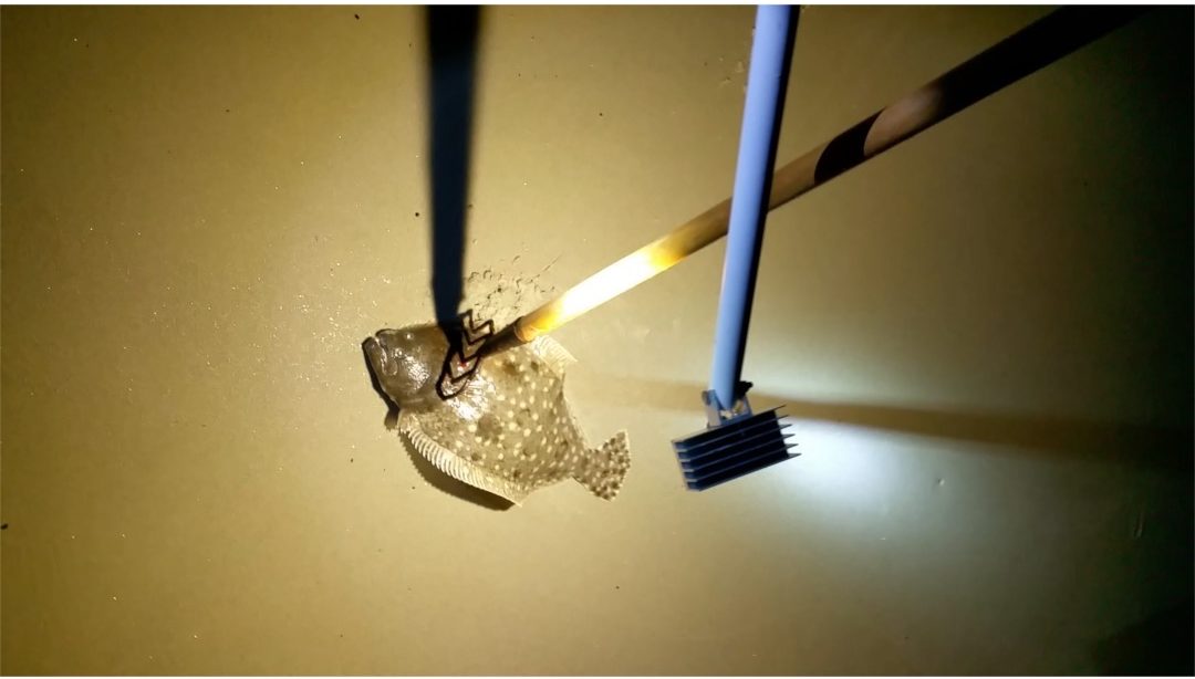 Flounder Gigging October 2018 Sailing Pilar Blue Dot Voyages